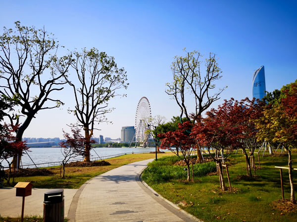 金鸡湖隧道绿化移植完成 工程全速推进